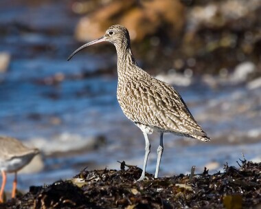 curlew8 Curlew Strandhall, Isle of Man
