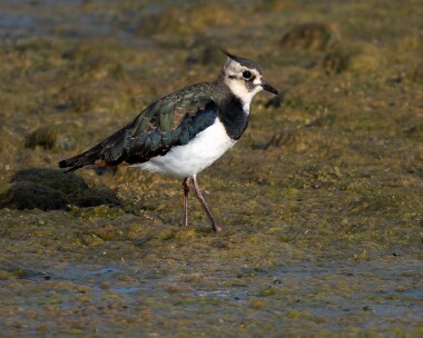 lapwing230826 Lapwing POA NR, Isle of Man