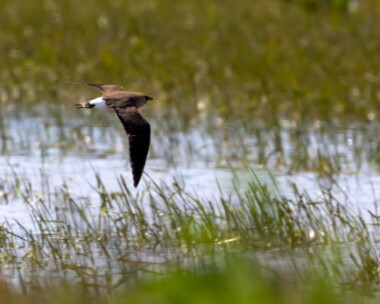 orientalpratincole150510c Oriental Pratincole Frampton Marsh, Lincolnshire