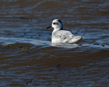 greyphalarope281026 Grey Phalarope Strandhall, Isle of Man