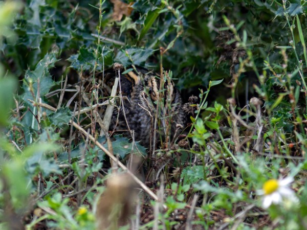 Jack Snipe
