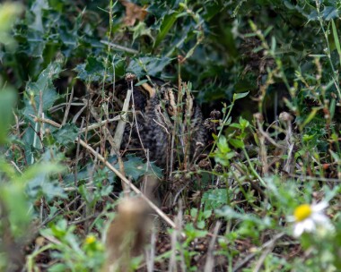jacksnipe141015 Jack Snipe Warham Greens, Norfolk