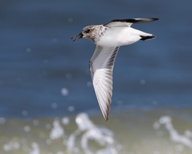 sanderling160526 Sanderling Smeale, Isle of Man