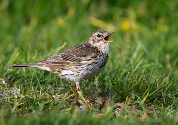 Meadow Pipit