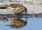meadowpipit240710 Meadow Pipit Point of Ayre, Isle of Man