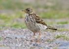meadowpipit240710b Meadow Pipit Point of Ayre, Isle of Man