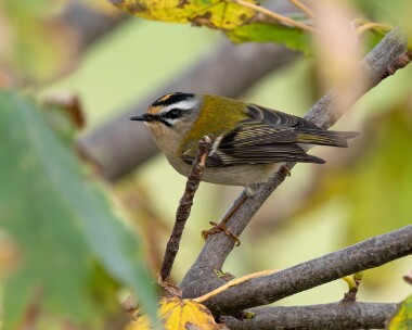 firecrest231026s Firecrest Spurn, Yorkshire