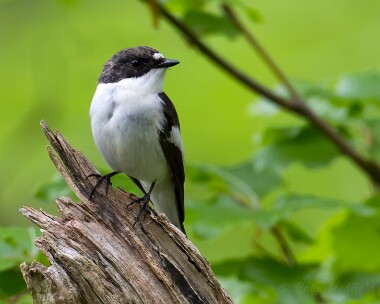 piedfly300514 Pied Flycatcher Carstramon Wood, Scotland