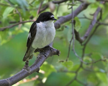 piedfly4 Pied Flycatcher Llangollen, North Wales