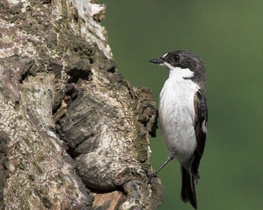 piedfly5 Pied Flycatcher Llangollen, North Wales