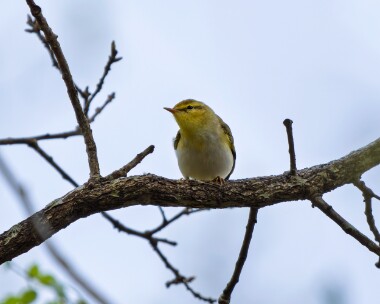 woodwarbler020526 Wood Warbler Killiecrankie, Scotland