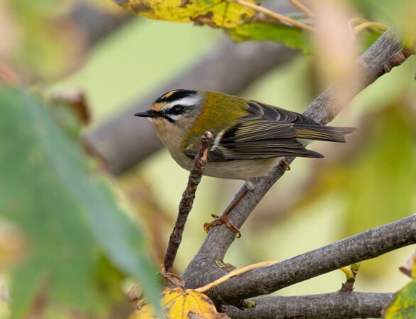 Firecrest