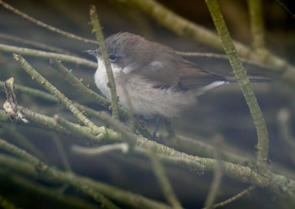 Siberian Lesser Whitethroat