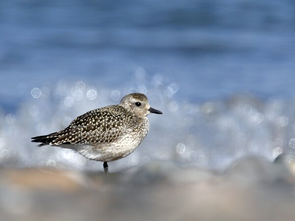 Waders