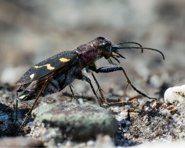 heathtigetbeetle060726 Heath Tiger Beetle Arne Heaths, Dorset