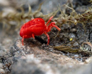 bloodmite080526 Blood mite Insh Marshes, Scotland