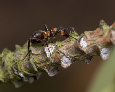 southernwoodant060726 Southern Wood Ant Arne Heaths, Dorset