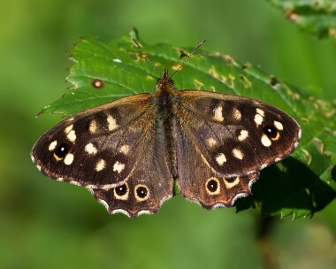 speckledwood010912 Speckled Wood Ballaghennie, Isle of Man
