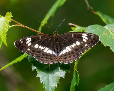 whiteadmiral220624 White Admiral Whitecross Green Wood, Oxfordshire