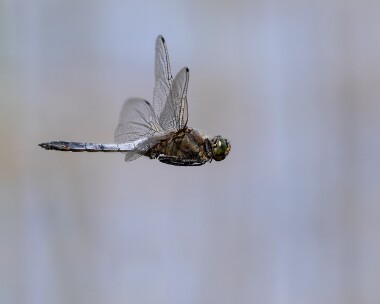 blacktailedskimmer050726s Black-tailed Skimmer Silverlake, Dorset