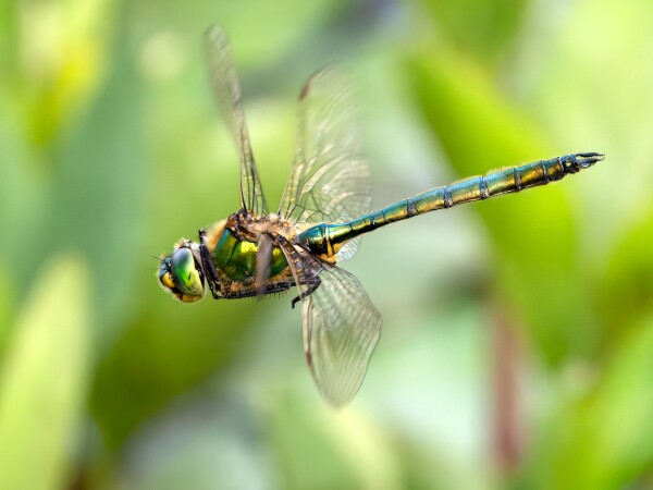 Brilliant Emerald