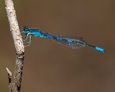 daintydamselfly020726s Dainty Damselfly Sandwich Bay, Kent