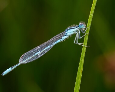 daintydamselfly300626s Dainty Damselfly Oare Marshes, Kent