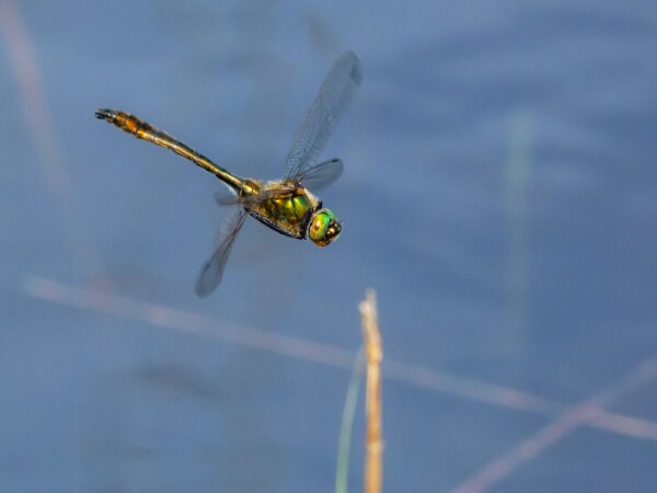 Downy Emerald