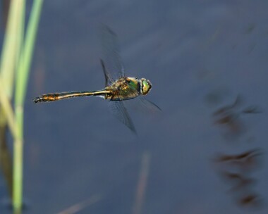 downemerald170522 Downy Emerald Studland, Dorset