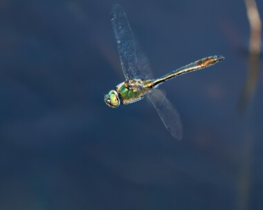downyemerald170522b Downy Emerald Studland, Dorset
