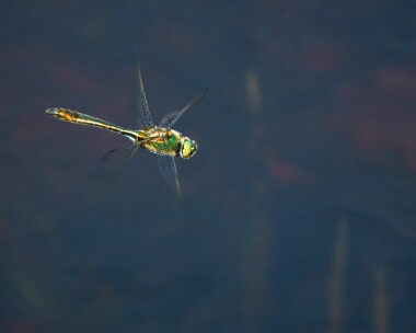 downyemerald170522c Downy Emerald Studland, Dorset