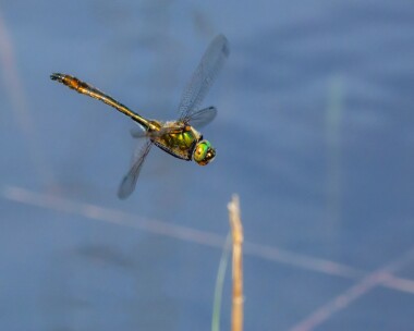 downyemerald170522d Downy Emerald Studland, Dorset