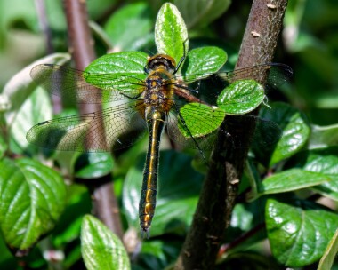 downyemerald190522 Downy Emerald Higher Hyde Heath, Dorset
