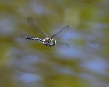 downyemerald260617 Downy Emerald Thursley, Surrey