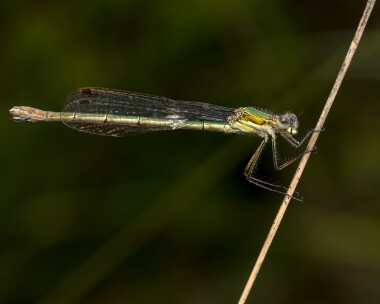 emeralddamselfly010826 Emerald Damselfly Stoney Mountain, Isle of Man
