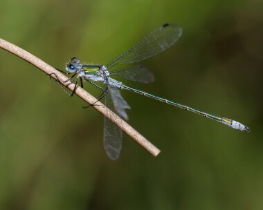 emeralddamselfly100826 Emerald Damselfly Archallagan, Isle of Man