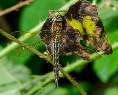 hairydragonfly150524b Hairy Dragonfly Ramsdown Forest, Dorset