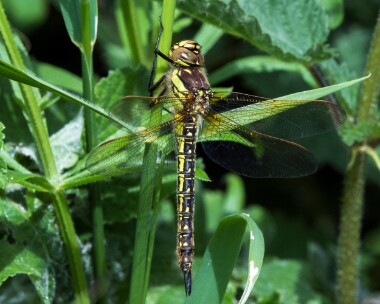 hairydragonfly200522c Hairy Dragonfly Ham Wall, Somerset