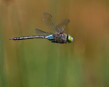 lesseremp080726s Lesser Emperor Silverlake, Dorset