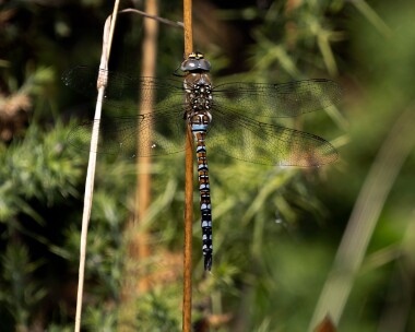 migranthawker070826 Migrant Hawker POA NR, Isle of Man