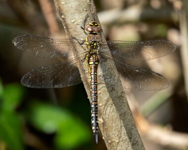 migranthawker110926 Migrant Hawker Douglas, Isle of Man