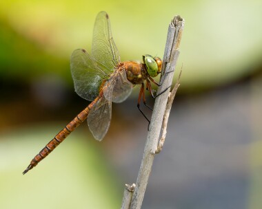 norfolkhawker010726b Norfolk Hawker Stodmarsh, Kent