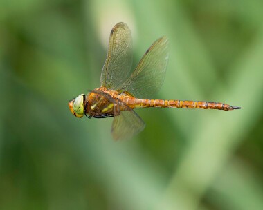 norfolkhawker010726s Norfolk Hawker Stodmarsh, Kent