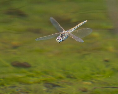 rvd300526 Red-veined Darter POA NR, Isle of Man