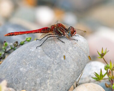 rvd300526b Red-veined Darter POA NR, Isle of Man