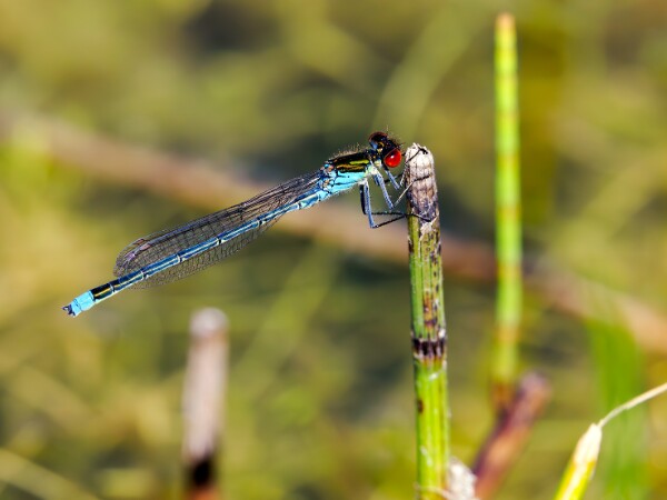 Red-eyed Damselfly