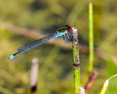redeyed290724s Red-eyed Damselfly Silverlakes, Dorset