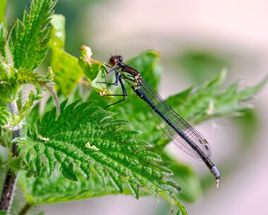 redeyeddam110524 Red-eyed Damselfly Ham Wall, Somerset