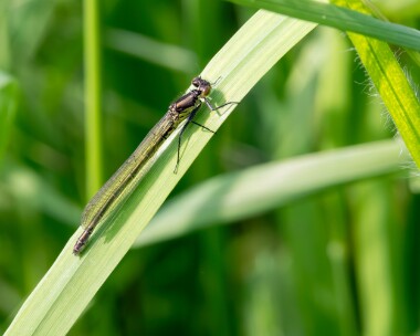 redeyeddam110524b Red-eyed Damselfly Ham Wall, Somerset