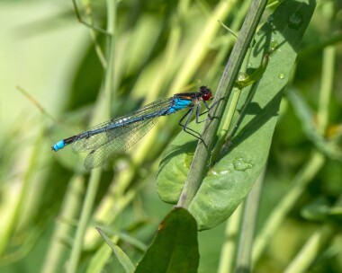 redeyeddamselfly200522 Red-eyed Damselfly Ham Wall, Somerset